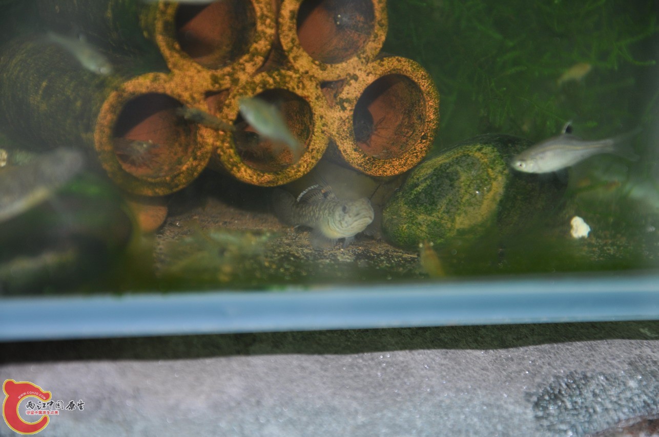 DSC_0070_缩小大小.JPG