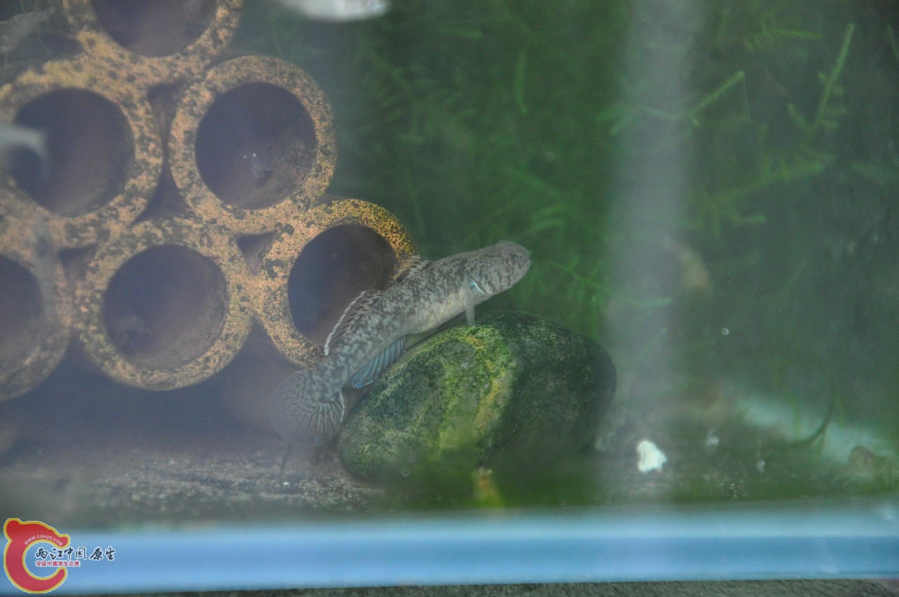 DSC_0071_缩小大小.JPG