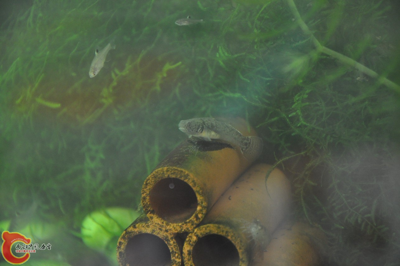 DSC_0121_缩小大小.JPG