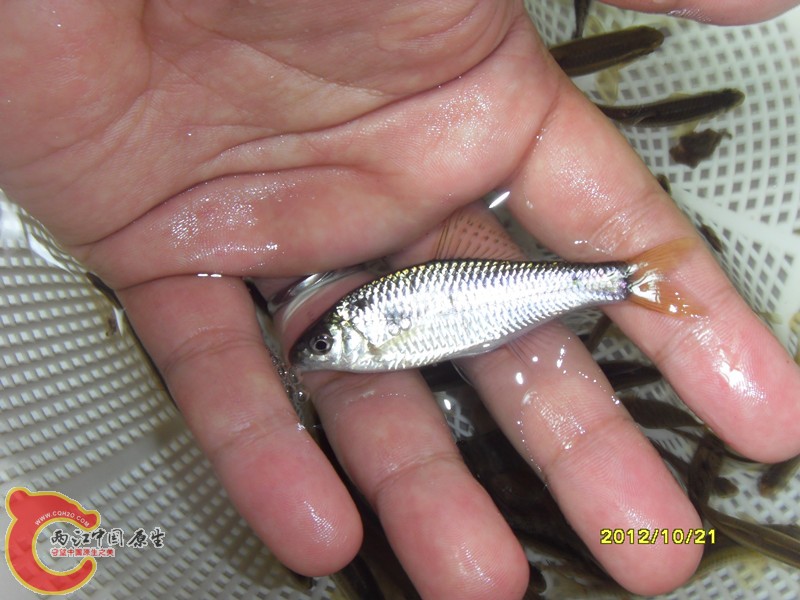 这难道不是鳑鮍？