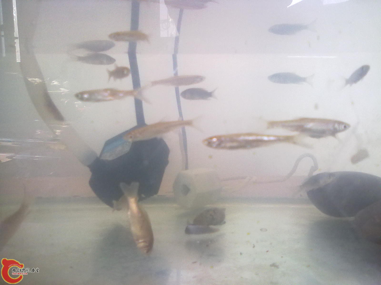 鲫鱼和餐条