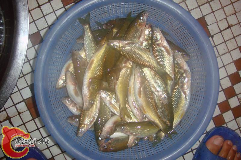 羊角鱼2.jpg