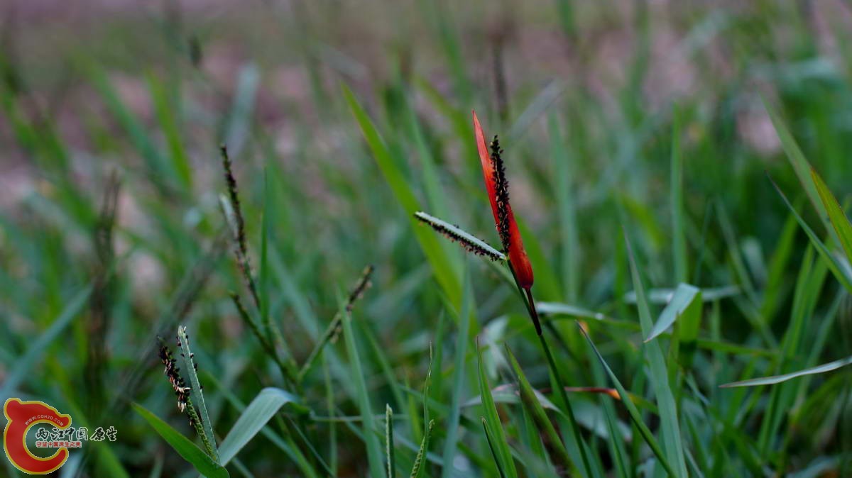 DSC07088.JPG