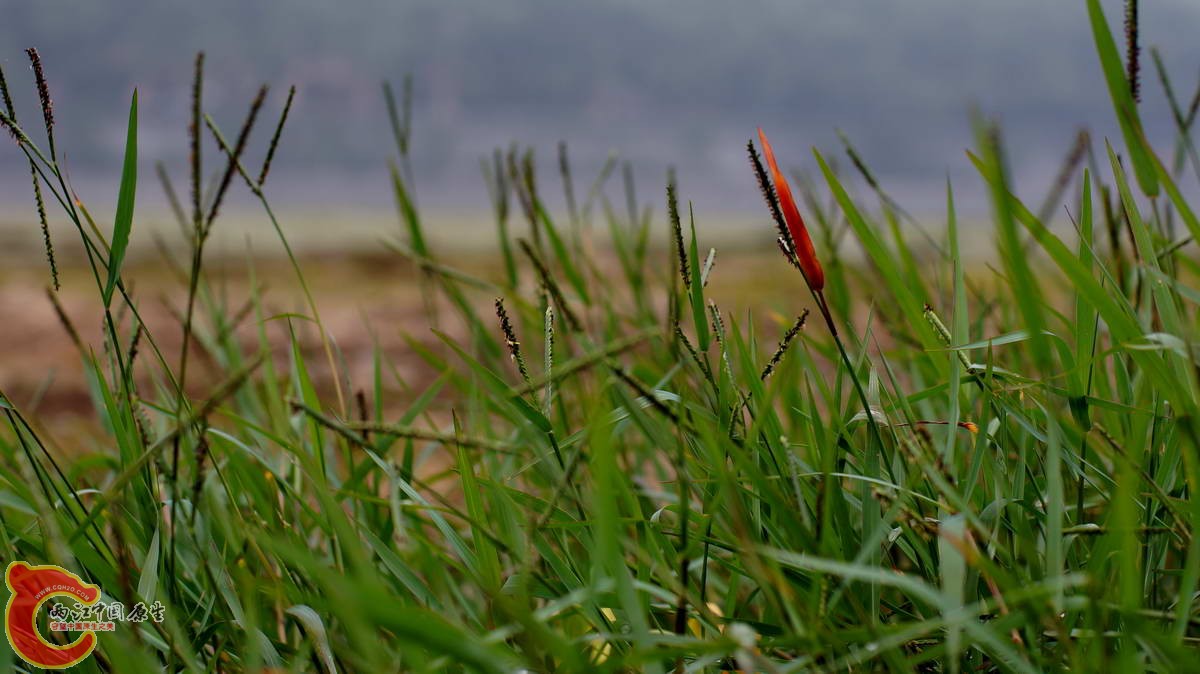 DSC07098.JPG