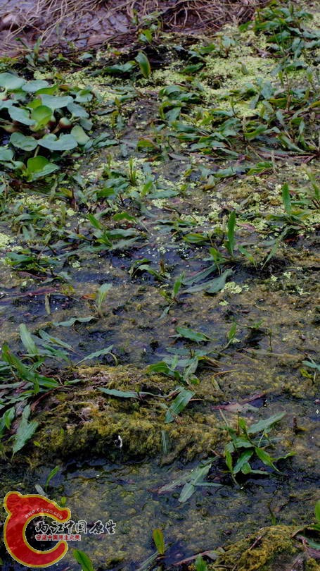 DSC07114.JPG