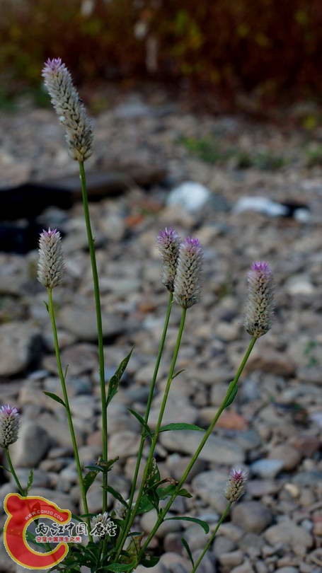 DSC07385.JPG