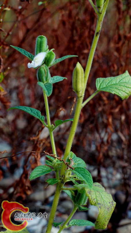 DSC07398.JPG