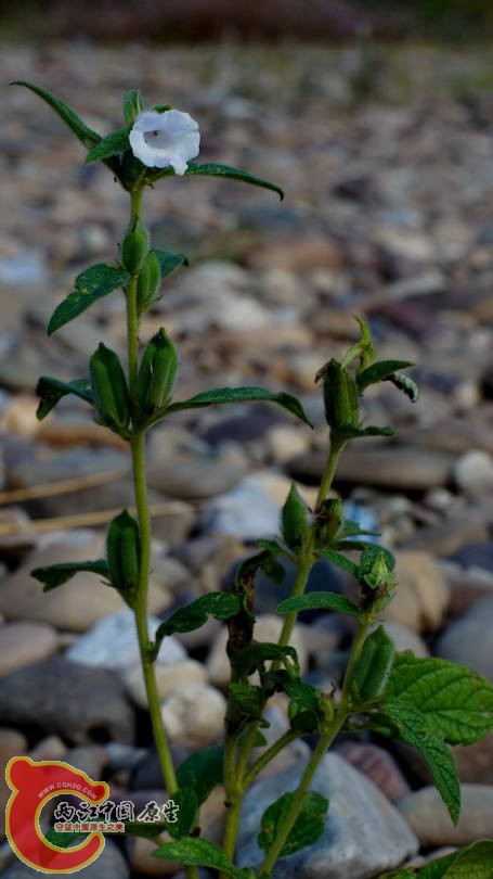 DSC07436.JPG