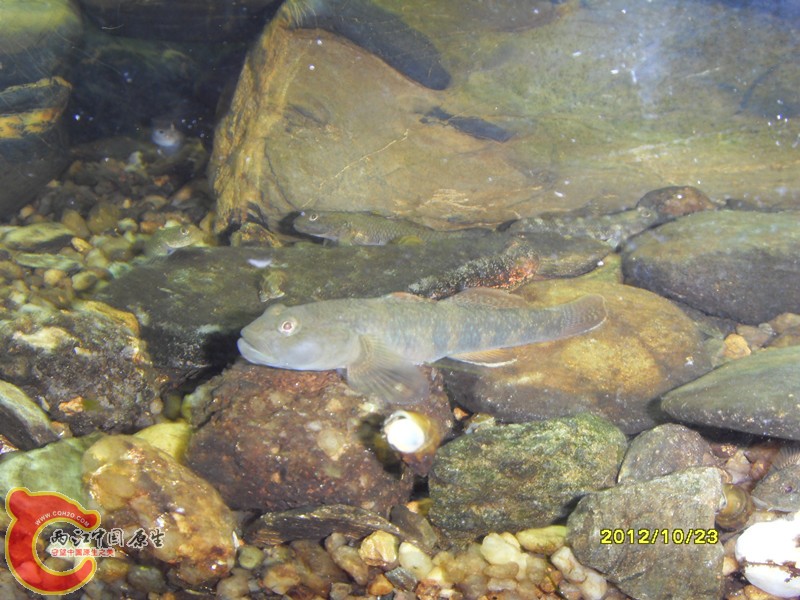 边上的都是喽啰