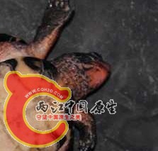 搜狗截图121024_2.jpg