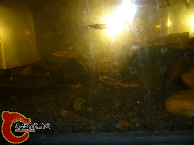 P1100031.JPG
