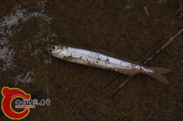 DSC_3883A.jpg