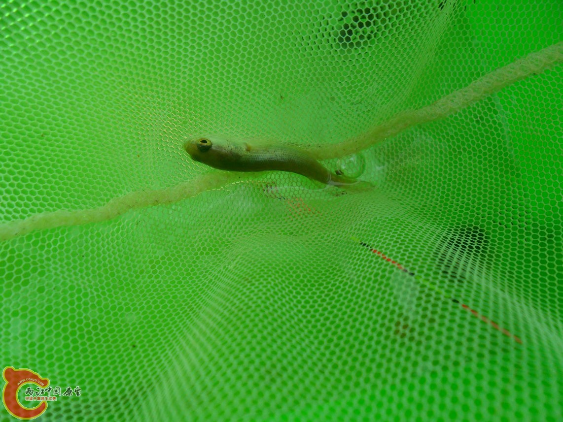 一不小心就捞了四条上来了,哈哈。。。 一不小心就捞了四条上来了,哈哈。。。