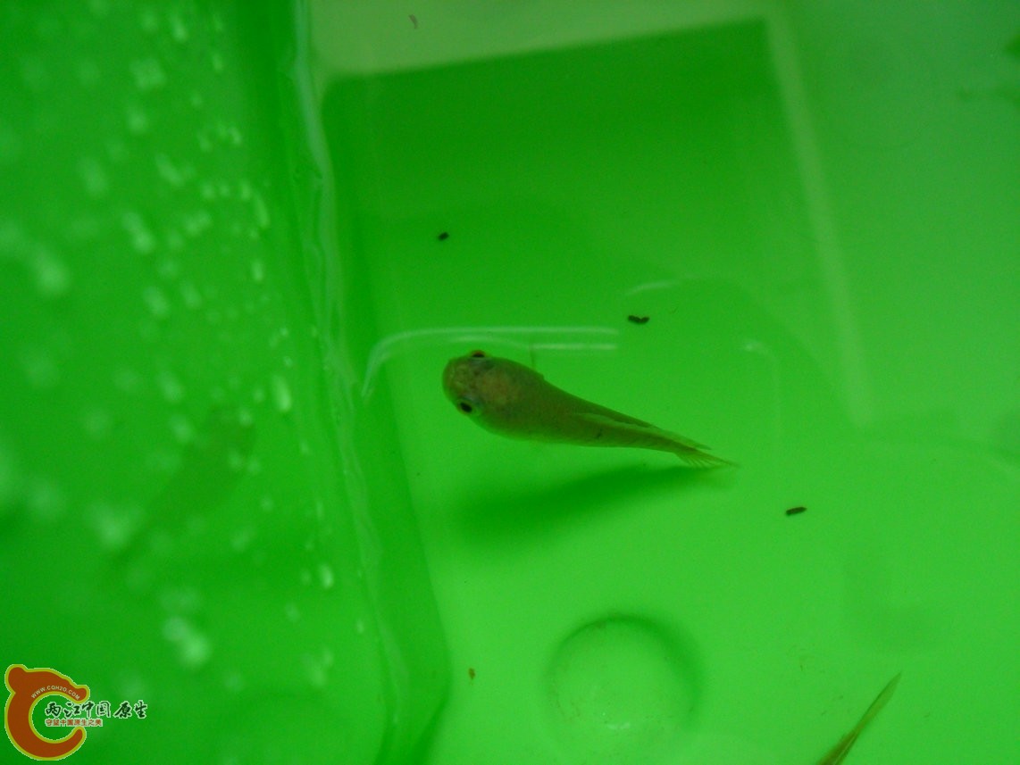 很萌,很可爱。 很萌,很可爱。