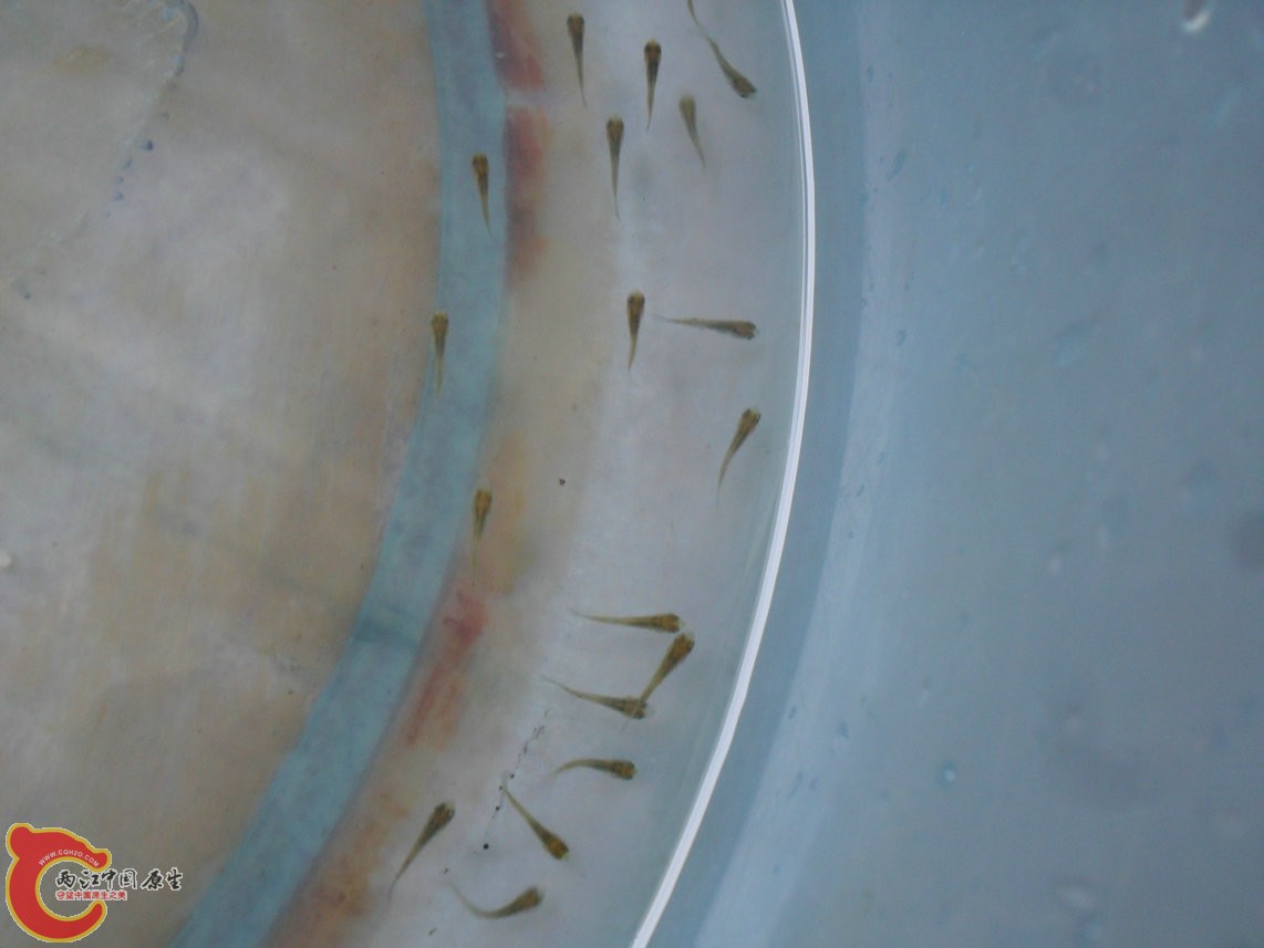 顺便捞了些罗非幼鱼给小南当饲料。 顺便捞了些罗非幼鱼给小南当饲料。