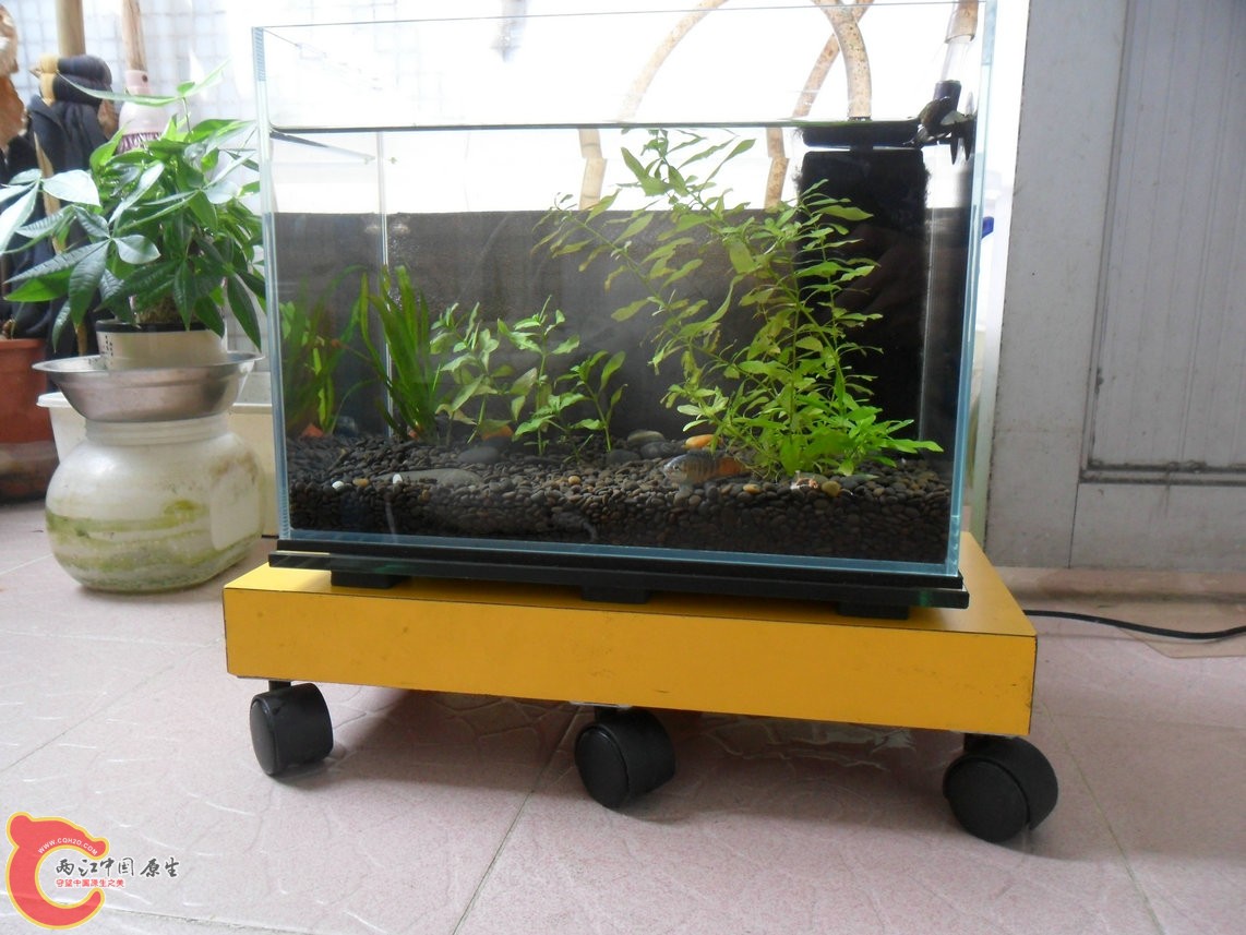 我的超级无敌六轮无驱动原生缸。 我的超级无敌六轮无驱动原生缸。