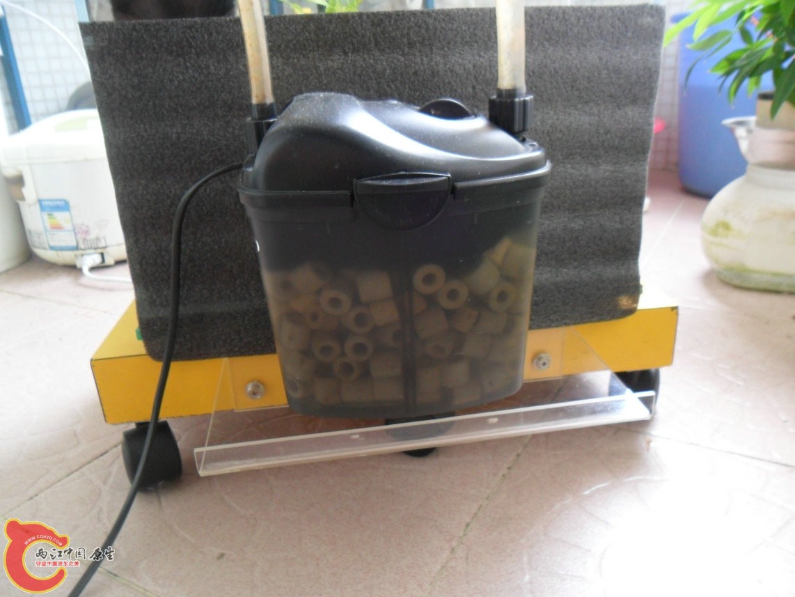 阳台上光线好,就拉出来遛遛。 阳台上光线好,就拉出来遛遛。