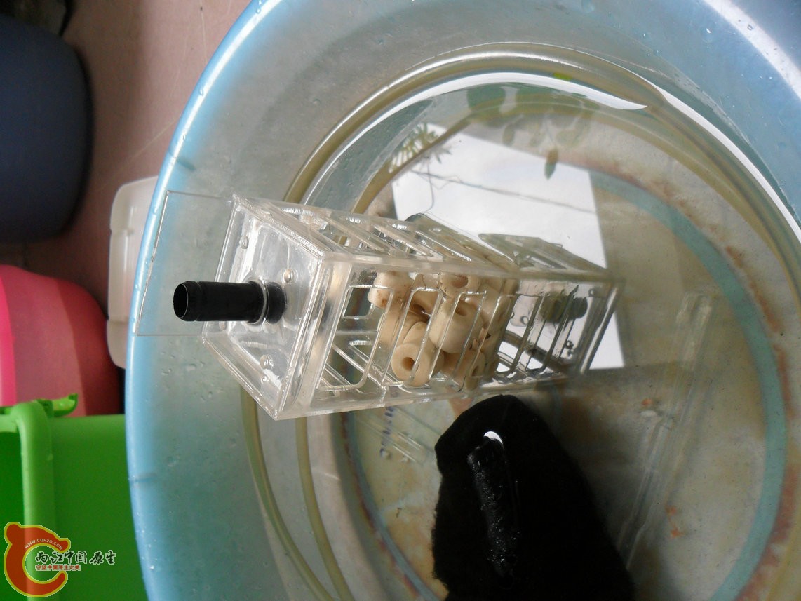 今个儿星期天,该换水了。里面原本有一对蓝叉,只好让它俩委屈下,腾出来到别处去了。 今个儿星期天,该换水了。里面原本有一对蓝叉,只好让它俩委屈下,腾出来到别处去了。