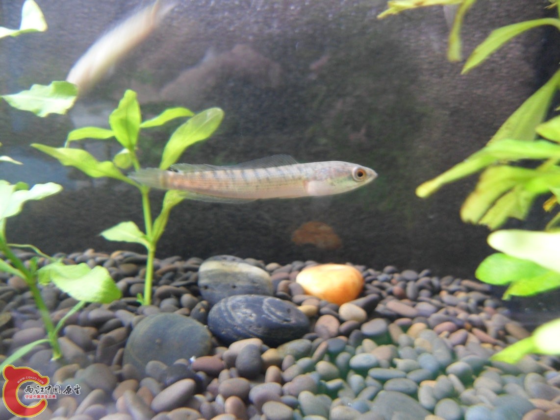 换完水,小南入住新居。 换完水,小南入住新居。