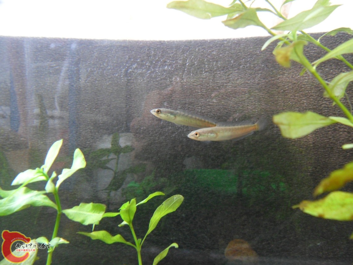 先养着,养大了就放它们去原来的湖里。 先养着,养大了就放它们去原来的湖里。