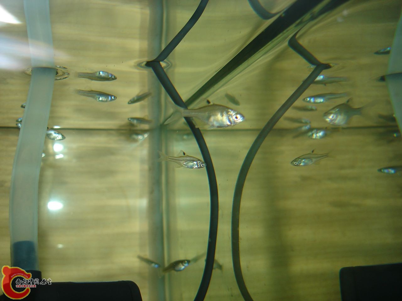 后面那些大概是食蚊鱼