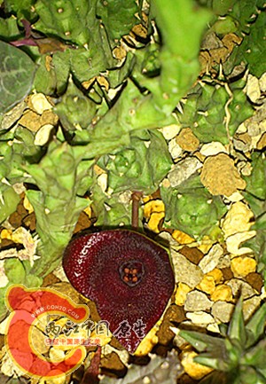 1210292001d30e61a5af66981f.jpg