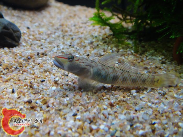 共7条褐吻，3公4母