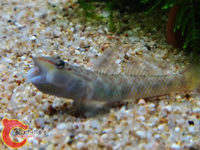 褐吻老二，明显是不服