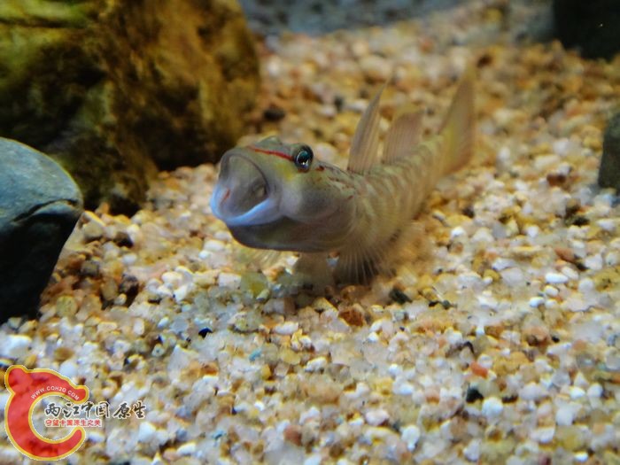 褐吻怒吼：我饿了！！