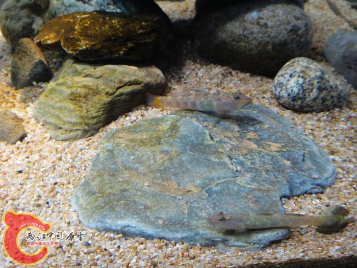 一人一边，不许越界