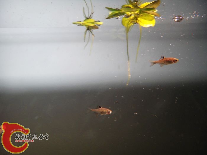 小鰟鮍剩三条了