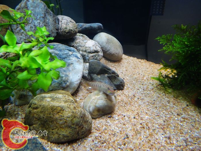 虎缸一角，一堆乱石躲避之用