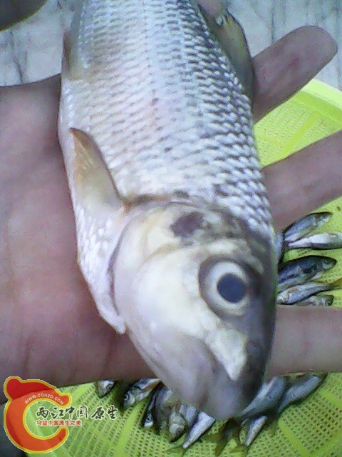 img1023_181310809.jpg