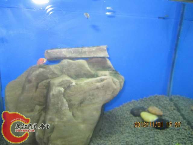 调整大小 d 005.jpg