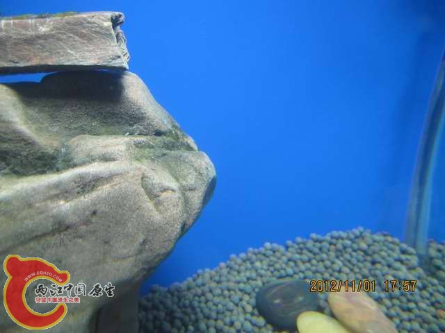 调整大小 d 007.jpg