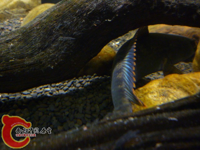P1100091.JPG