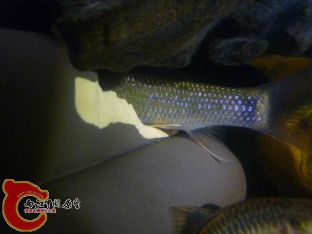 P1100228.JPG