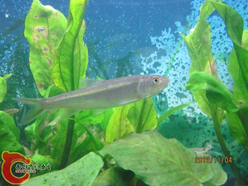 马口.jpg 马口.jpg