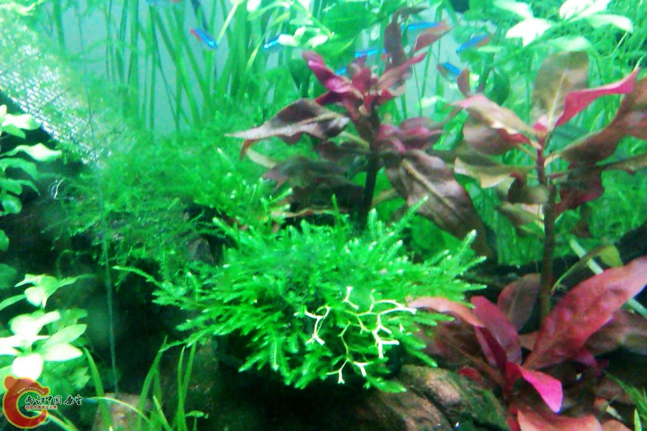 调整大小 IMAG0617.jpg