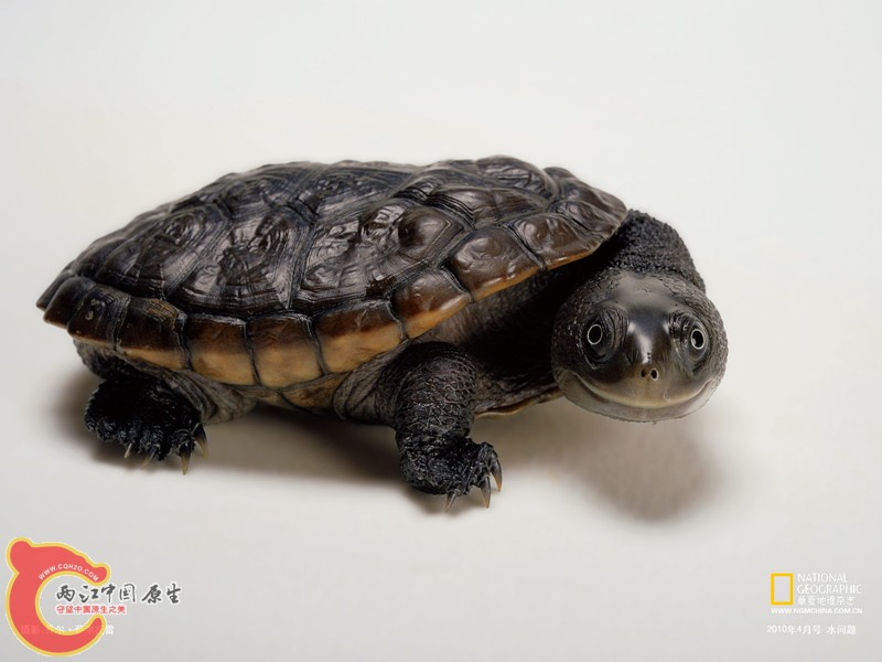 鳞背长颈龟_副本.jpg