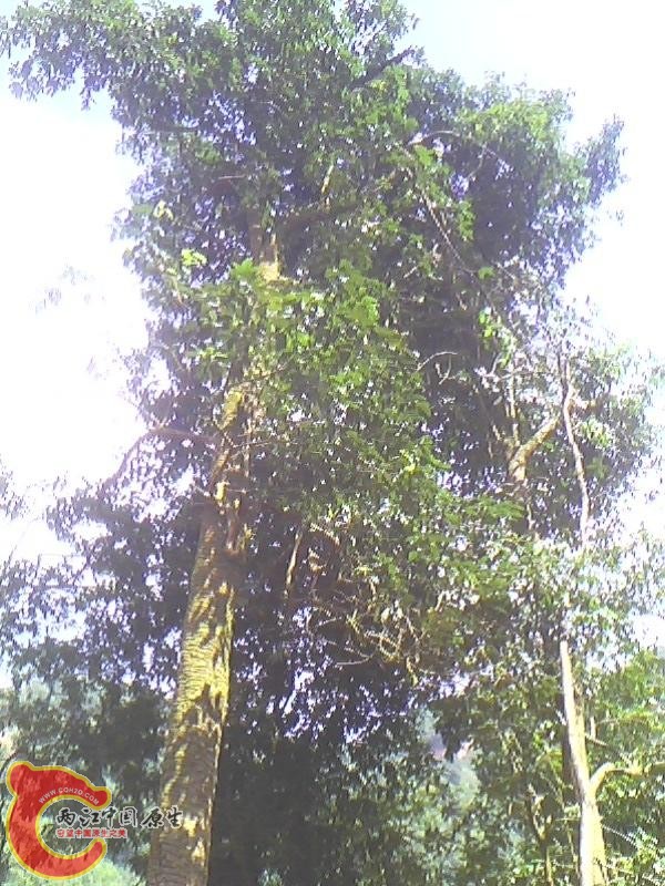 IMG0055B.JPG