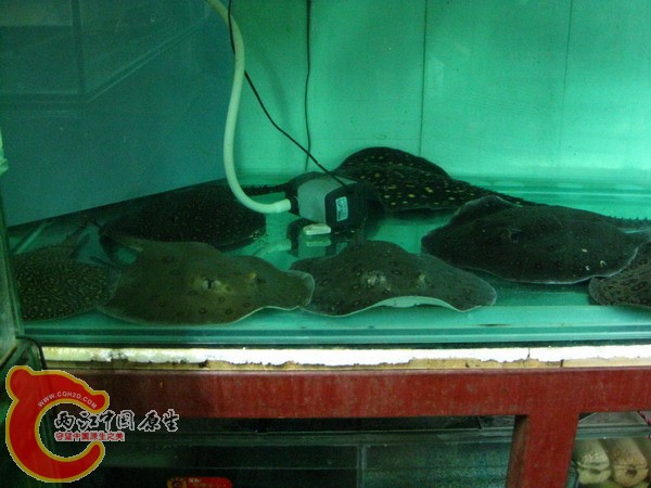 老鱼房3米缸左边.jpg
