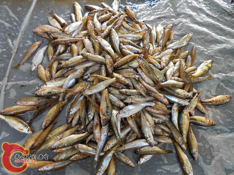 DSCN0562.jpg