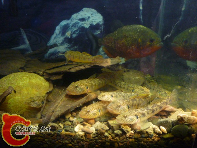 P1100857.JPG