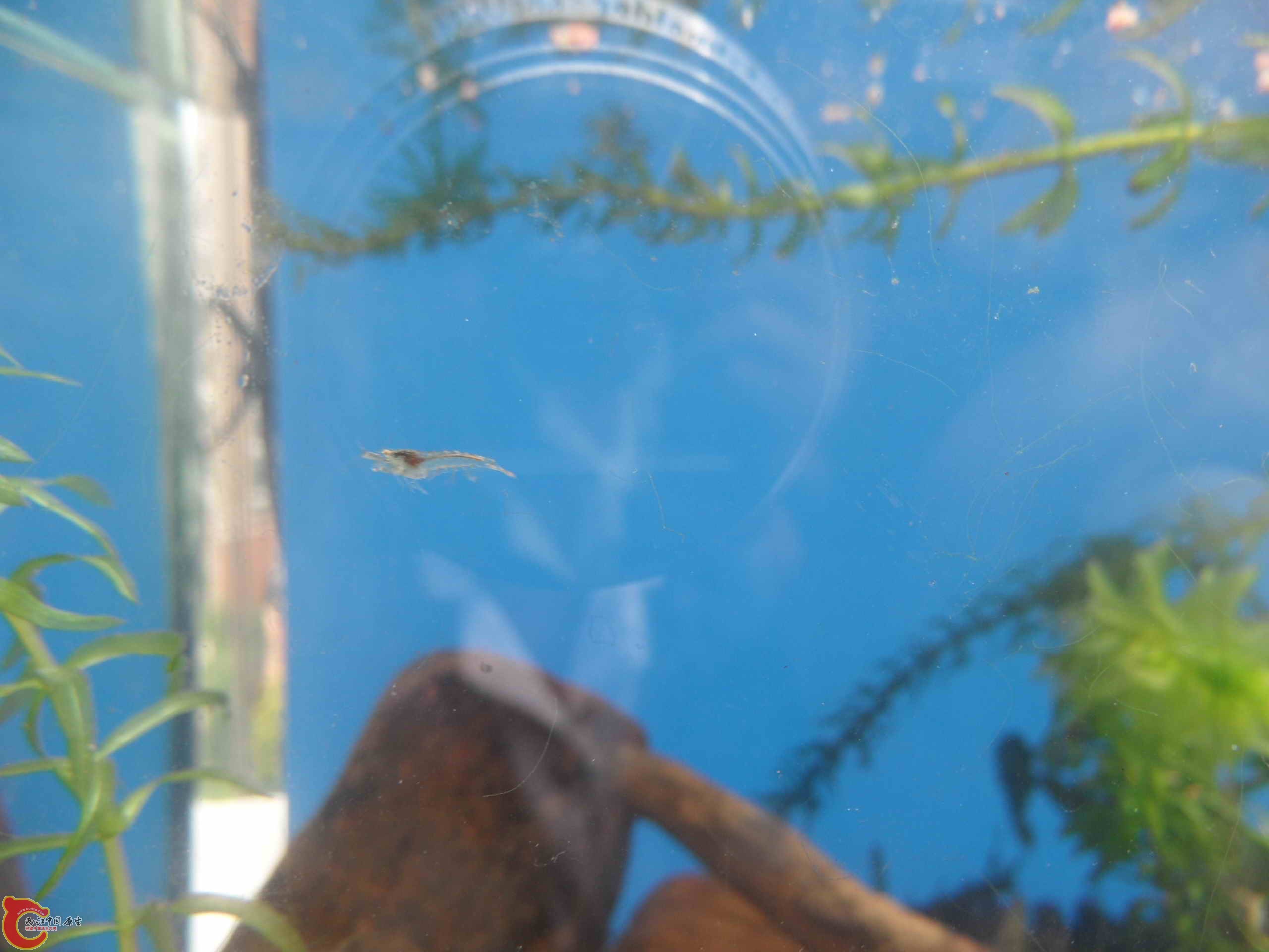 繁殖的小虾，0.5厘米多点