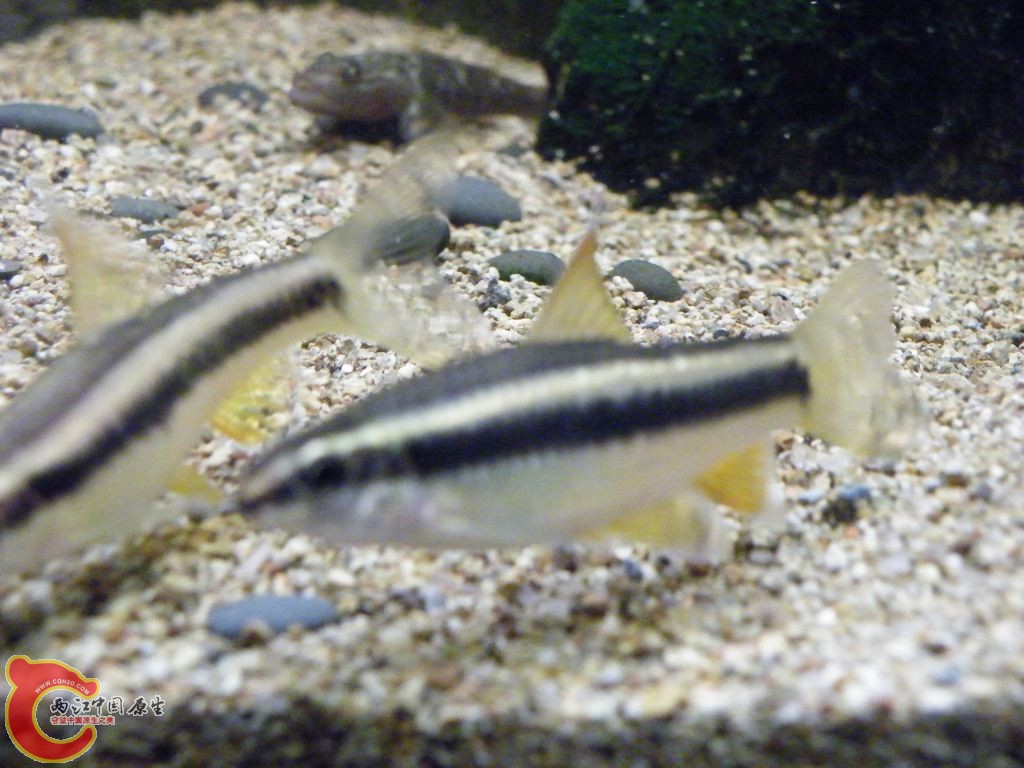 DSCF8650.JPG