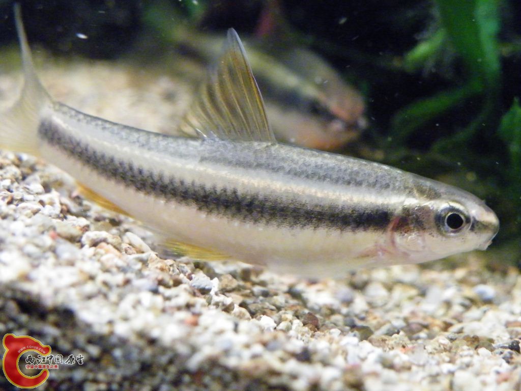 DSCF8661.JPG