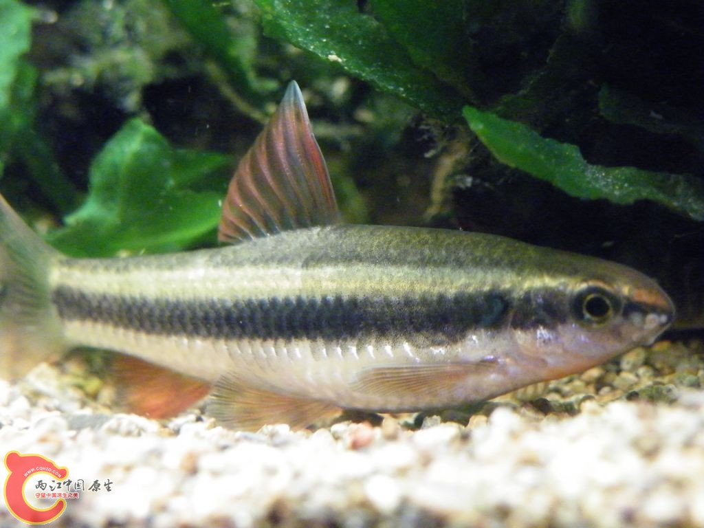 DSCF8665.JPG