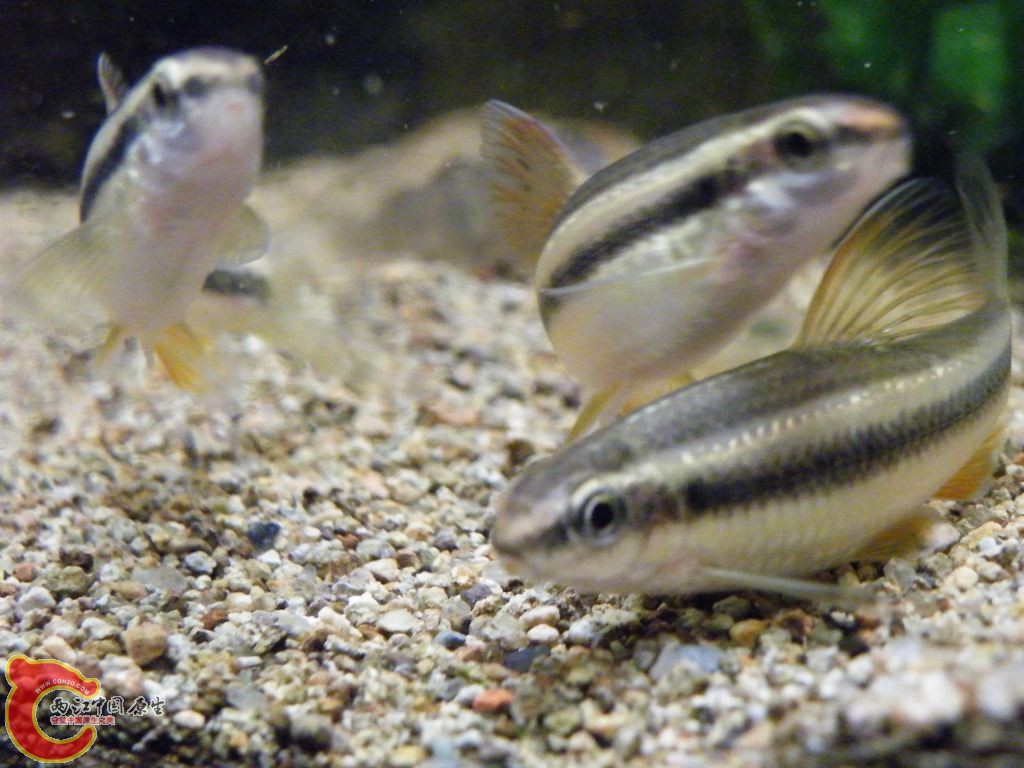 DSCF8666.JPG