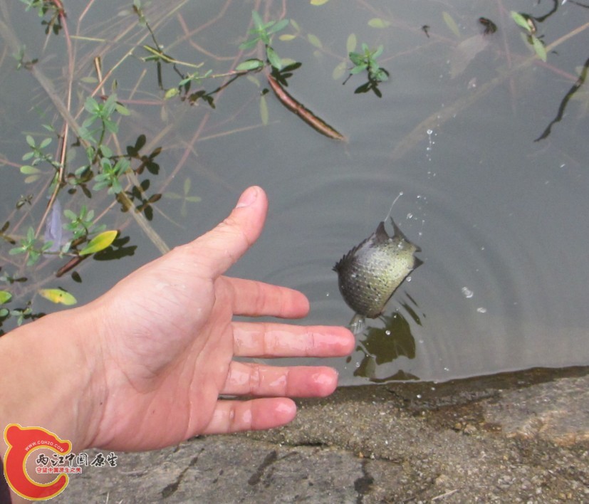 放生6.jpg